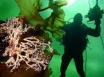 Подводное царство. Фото Наталья Червякова